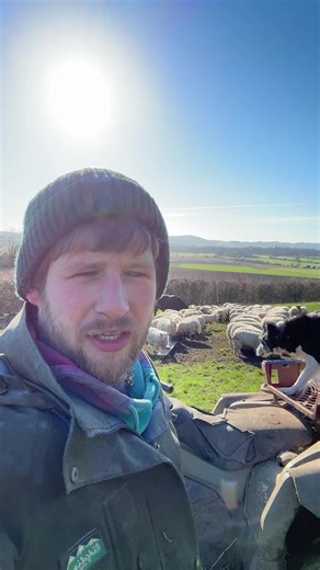 Do Herding Dogs Protect Sheep?