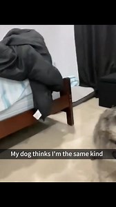 When you bark at your dog and they start arguing back 🐶😂 #FunnyDogs #DogComedy #PuppyHumor #DogOwners #DogLife | Dog.pet.funny