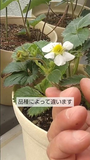 初心者のためのベランダ菜園教室４ 花芽分化って何？花芽分化の条件は野菜の種類だけでなく品種によっても違います
