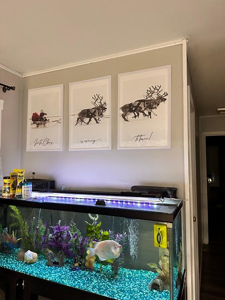 Watch 3 Pack Picture Frames on Amazon Live