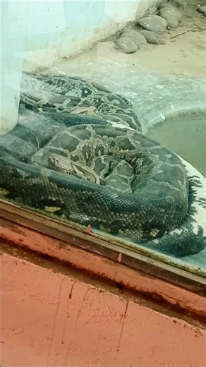 𝘗𝘺𝘵𝘩𝘰𝘯 𝘮𝘰𝘭𝘶𝘳𝘶𝘴 “Silent coils, watchful eyes — the calm gaze of the Indian Rock Python.”🌿#python