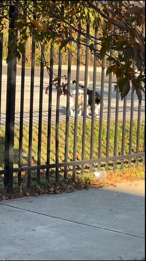 1.6K views · 121 reactions | These two fixed BFFs are always together. They make their home somewhere behind that fence…and will take their time and canoodle their way to the sidewalk to eat. Since they do everything together…it takes them several seconds to realize they don’t need to share one pile of kibble! ‍⬛❤️ Note: Residents don’t want boxes on the sidewalks which is why Cindy pours kibble directly on the pavement. | Cindy’s Camden Cats | Facebook