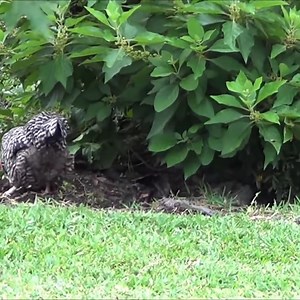 OMG!!! Snakes have to confront a whole flock of chickens. #snake | Snake Farm