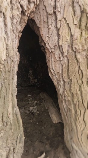 Tree Man 2 #shortvideo #shorts #short #viral #viralvideo #video #comedy #funny #fyp #fypシ #jokes #fy