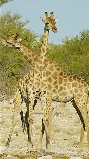 🦒 Fakta Jerapah yang Jarang Diketahui! Leher 2 Meter Tapi Tulangnya Sama dengan Manusia 😱 #jerapah