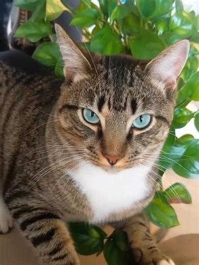 Apparently Bruce asked if he could post his message to any gangster cats or dogs in the neighborhood.......it's pretty scary. | Michelle Lucas