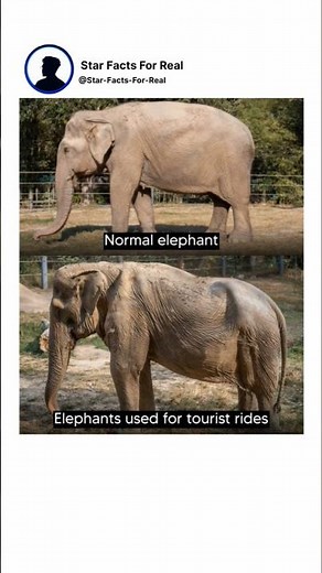 Normal elephant vs Elephants used for tourist rides