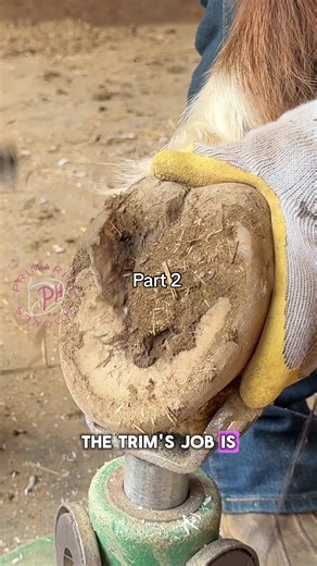 Let’s Talk About Caudal Development Pt. 2 This is Morgan. He’s a late-teens/early-20s Morgan gelding, and today we’re looking at one of his hind feet. Morgan has had some significant battles with equine metabolic syndrome. I’m really proud of his owners — in recent years they’ve gotten his management dialed in, and it is paying off! But earlier on, the inflammation paired with chronically long toes took a toll on his caudal foot. His frogs were weak and underused, and his digital cushions were u