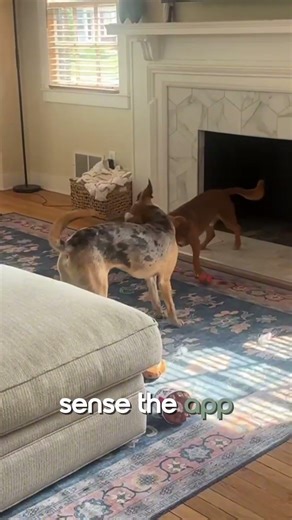 Two dogs = double the love, but also double the cost, right?