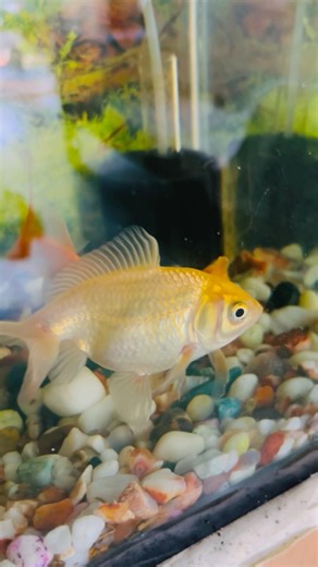 Fish aquarium #aquarium #aquariumhobby #fishfood #fishtank #water #flowers #koifish #bettafish #fish