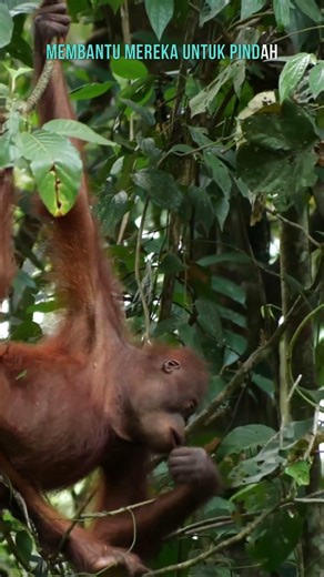 Primata Ikonik Dari Pulau Kalimantan