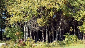 1.2K views · 17 reactions | The HM130 portable sawmill features a 30”...