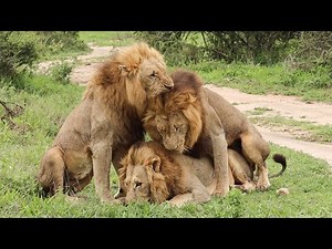 The Ndhzenga male LIONS