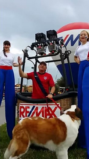 Teddy Bear the Saint Bernard doing a Commercial