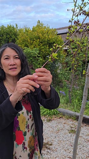 108 reactions · 75 comments | Our mulberry tree is a weeping standard and is planted out the front. The buds got damaged by late frost but I'm hoping it will still fruit this season. #Plants #Trees #Mulberry #PlantsMakePeopleHappy #Garden #gardening #Gardener #GardeningLife | Shirley Ann Carandang | Facebook