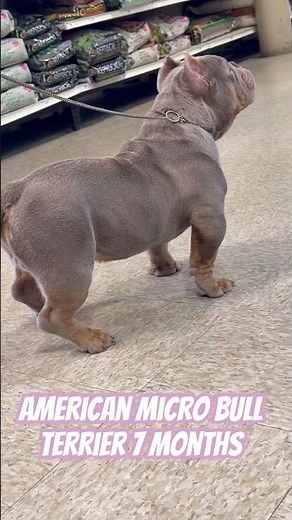American micro bully 7 months old #americanbully #puppy #pets