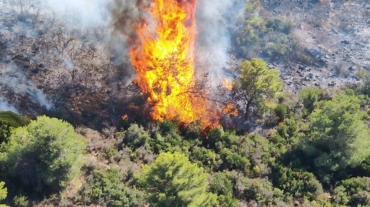 KKL-JNF: Preserving and Protecting Israel’s Forests | The Jerusalem Post