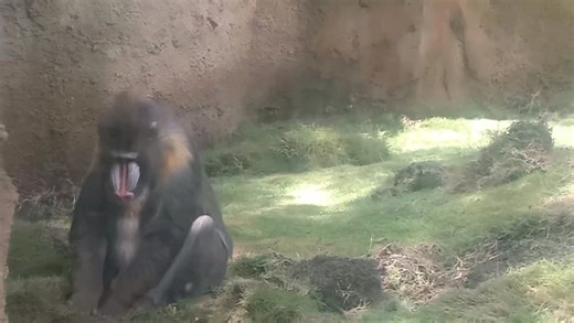 El **mandril** es uno de los primates más llamativos del mundo,...