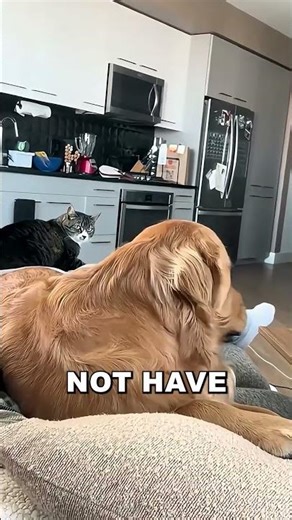 Your Dog is HACKING Your Brain!