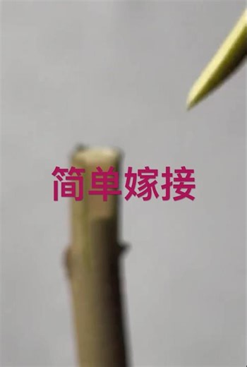 嫁接就是这么简单，多练习，你也会成为嫁接高手 #grafting ￼