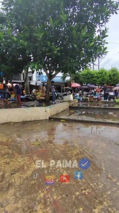 61K views · 1.6K reactions | Malecón del municipio de Leticia_Amazonas!! En Leticia hay personas guerreras , gracias a ell@s cada vez q entremos al malecón encontramos el platano , el pescadito y entre otros q resaltan como la fariña , gracias a esas personas q en su mayoría provienen del río , podemos disfrutar de estos productos !!輸 #viralreels #viajeroscolombia #aventura #viralvideos #viral #amazonas #v #view | El paima | Facebook