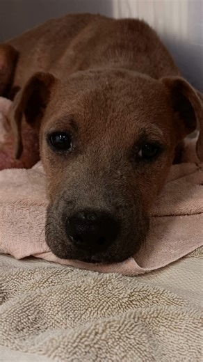 These adorable pets are all awaiting foster now! We currently have 210 pets in our foster program. Fostering gives animals in need a second chance—whether it's a litter of kittens, a dog recovering from surgery, or a pet too young for adoption. We provide the supplies, you provide the love! Even a short stay can save a life. 🐶🐱 Learn more: houstonspca.org/foster #FosterAPet #HoustonSPCA #FosterLove #SaveALife | Houston SPCA