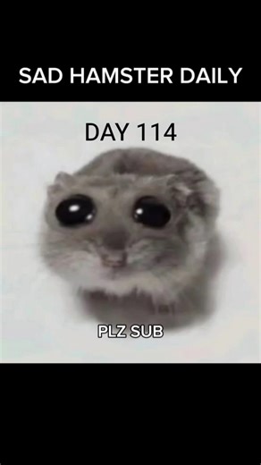 🐹 SAD HAMSTER DAILY - DAY 114 #hamster #memes #youtube #shorts #like #subscribe #fyp