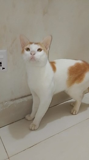 5.3K views · 188 reactions | He is not afraid of a stick. #cat #cutecat #cutebaby | The Petverse | Facebook