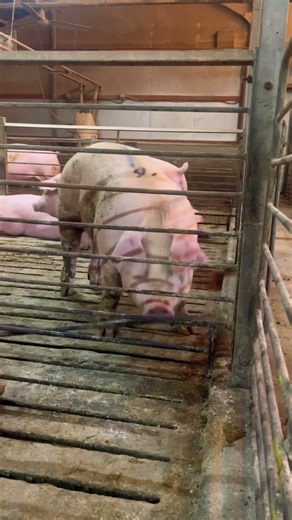 音が鳴ると楽しい #shorts #pig #animal #豚 #かわいい #動物 #豚職人 #porkking