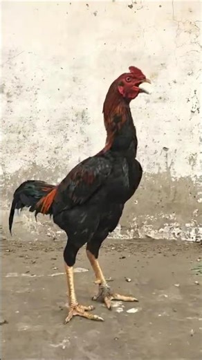 like or subscribe to friends my channel New video dilay#aseelmurga #roosterfarm