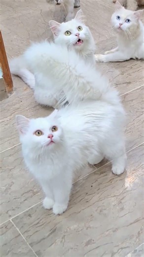 When Cats Start SCREAMING Instead of Meowing 😭🔊”#LoudCats #ScreamingCats #FunnyCats