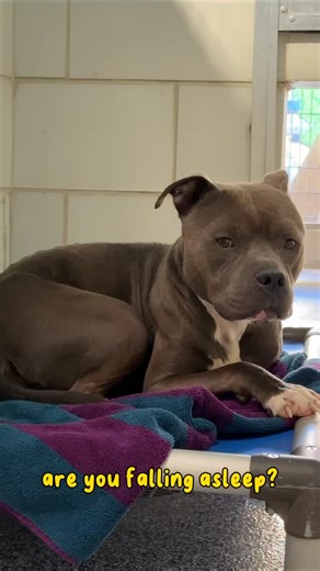 Are you falling asleep? 😴 Our shelter pups sure are… and they could REALLY use some extra comfort. Blankets keep our dogs warm, cozy feeling safe while they wait for their forever homes. We are running low! If you’d like to help, you can drop off blankets at: 📍 8315 Byrum Dr. Charlotte, NC 28217 OR ship directly to the shelter via our Wishlist! (Link in bio) Every blanket makes a difference. 🐶🩶 #AdoptCLT #AccCLT #AnimalsCLT #Animalwelfare #DonateToday #Charlotte | Animal Care & Control