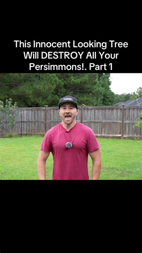 This Innocent Looking Tree Will DESTROY All Your Persimmons!. Part 1 #gardening #PlantTok #gardeningtips #growyourown #homegarden