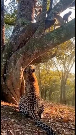 Cheetah vs monkey #new #viral #ytshorts #monkey #cheetah #ytgrowth