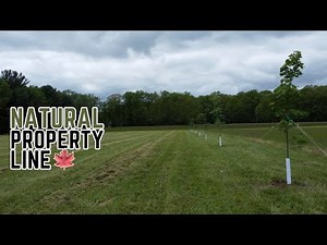 Turning Trees into Boundaries: Lining the Property with Maples 🌳
