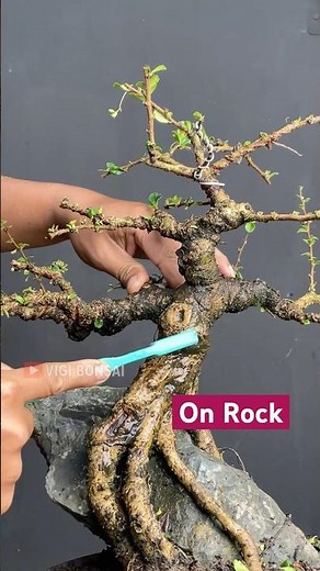 Best Bonsai Trees on Rocks