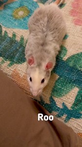 These 3 rats were the most nervous we have ever taken on and it’s taken weeks to get them to trust us enough that they are starting to look relaxed and not sprinting off to anywhere to hide. Eli has some sight issues and has had very dry skin but other than that healthwise they are doing well. Still a way to go but it’s lovely seeing them happier and calmer ❤️ | Our Amazing Animal World