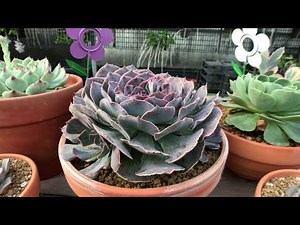 Echeveria Shaviana hybrid 多肉植物特寫 紫蝶