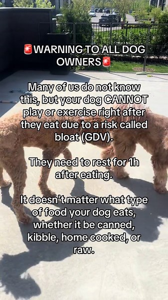 Dog Bloat Explained | Tips to Keep Your Dog Healthy