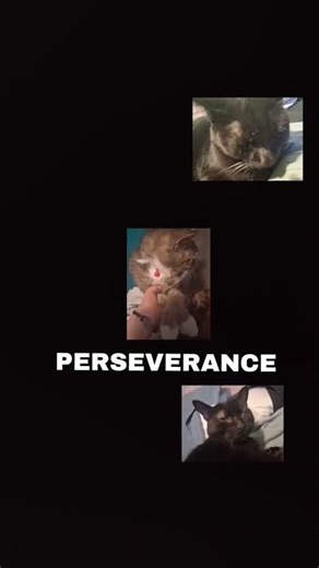 Finale-undertale #babycat #undertale #cat #cutekitten