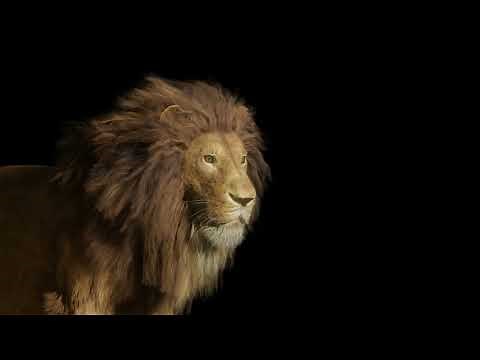 Lion for Blender 3d with fur- rigged (downloadable)
