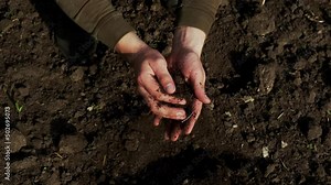 Farmer's hands. Both hands hold black earth in their palms. It is worth preparing the soil for planting, because planting Chernozem seedlings is a good soil for the growth of seedlings.