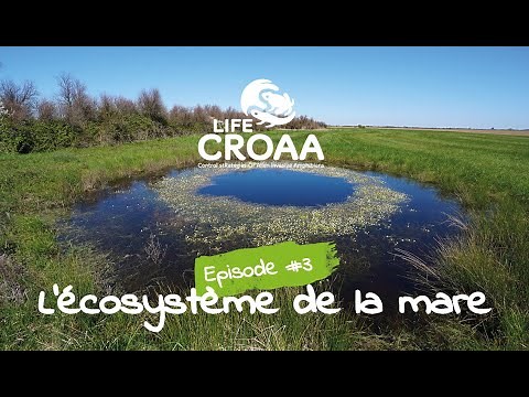 [LIFE CROAA] - épisode 3 - L'écosystème de la mare