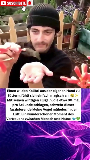 Ein magischer Moment: Ein Kolibri frisst direkt aus der Hand 💚 #shorts