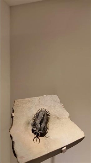 Trilobites Had Noses! Unique Probes and Rams of Trilobites #earthscience #trilobite