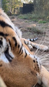 Carolina Tiger Rescue on Reels