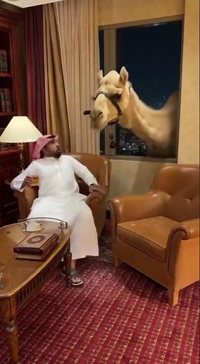 camel entered saudi hotel #wildlife #animals