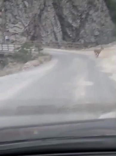 ÇILGIN YÖRÜK’S TikTok'ta