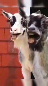 2.8M views · 10K reactions | #funnymoments #funnyvideos #reelsfacebook | Riya SHG | Facebook