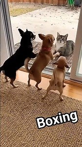 Cat-and-Dogs Game